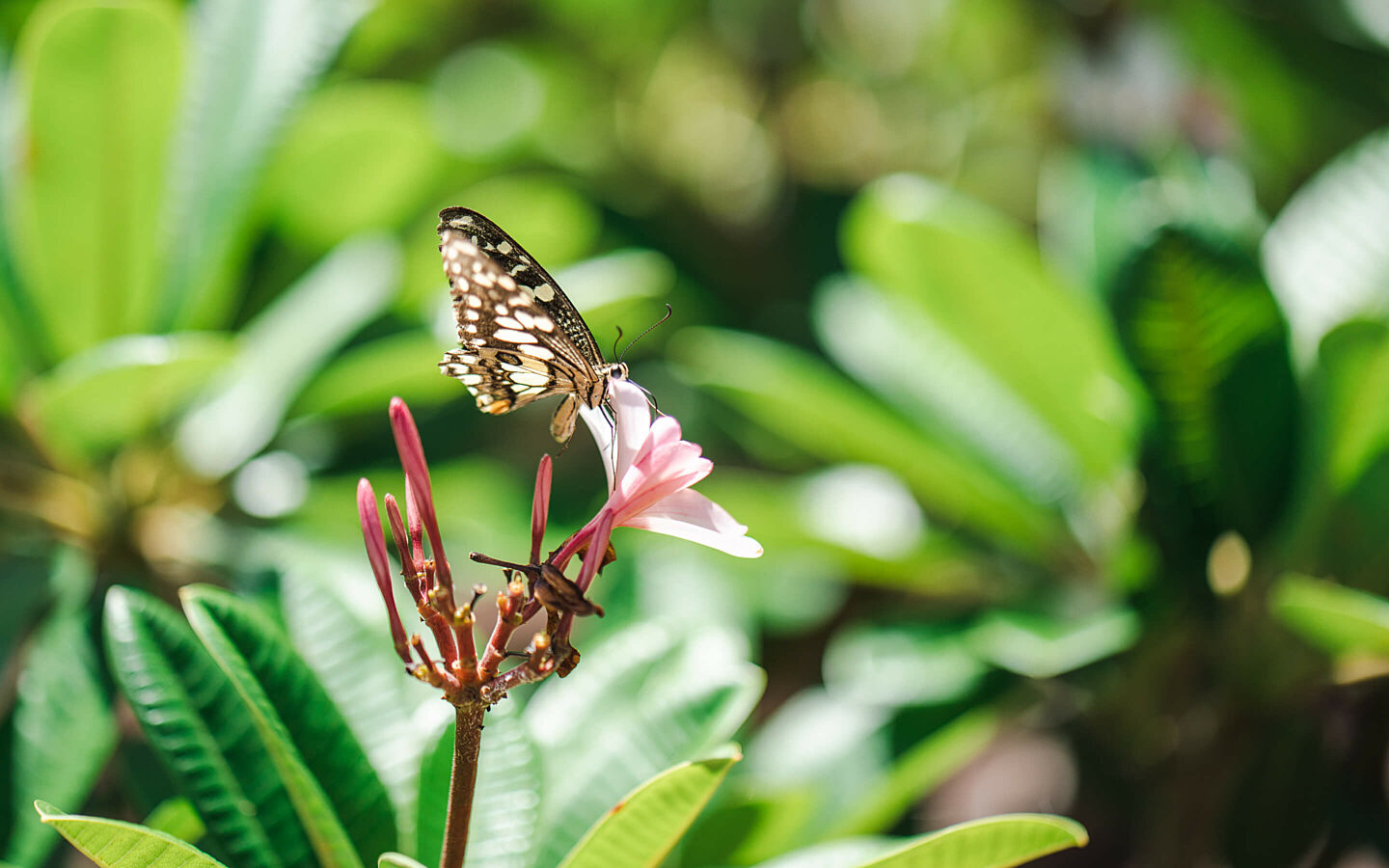 Buddha sanctuary gallery 23