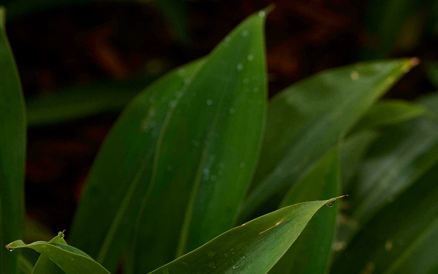 Inner sanctuary gallery 094