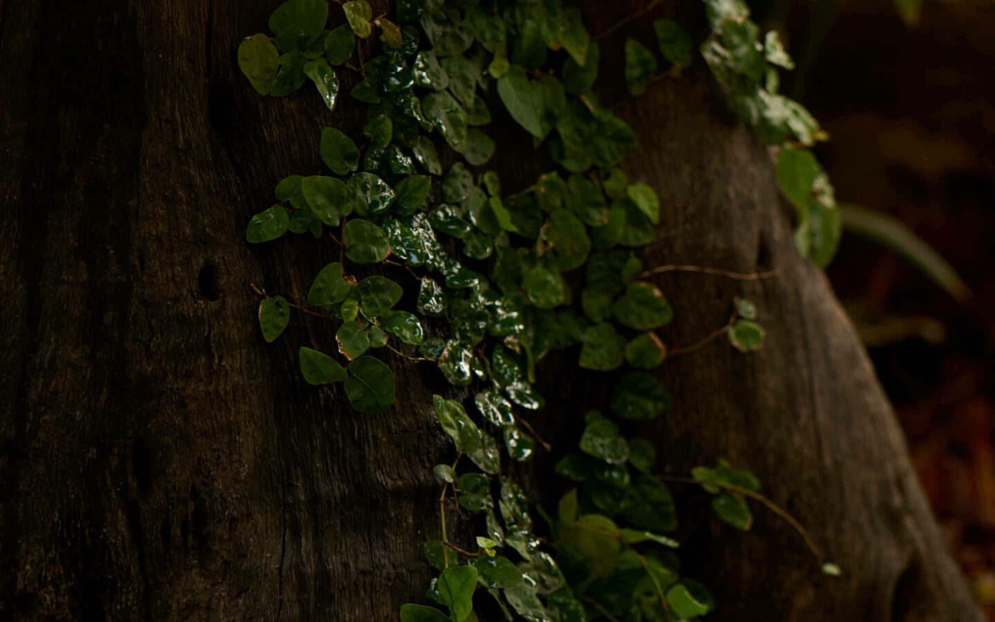 Inner sanctuary gallery 109